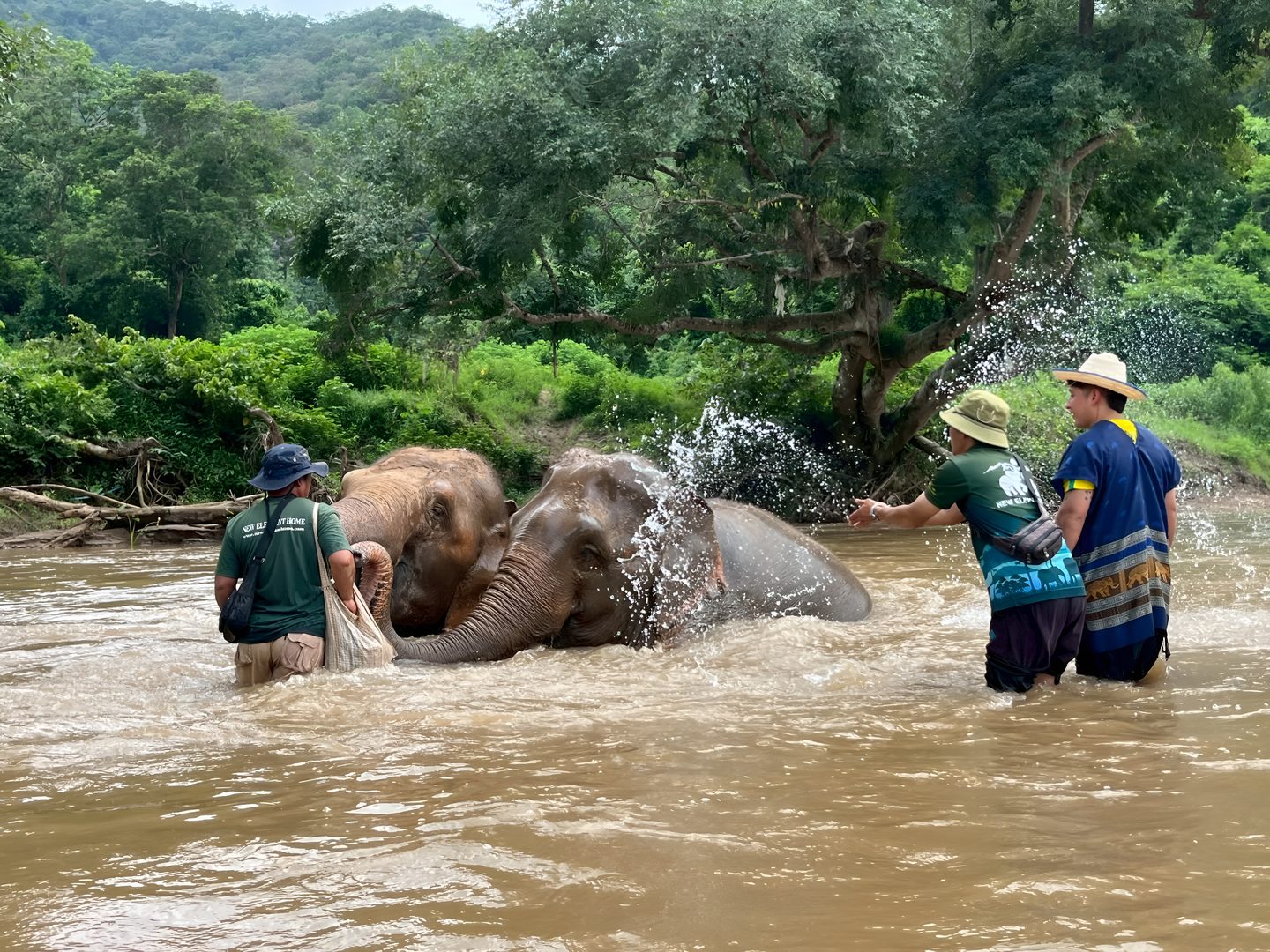 Travelers caring for elephants during a river bathing visit at an ethical sanctuary in Chiang Mai